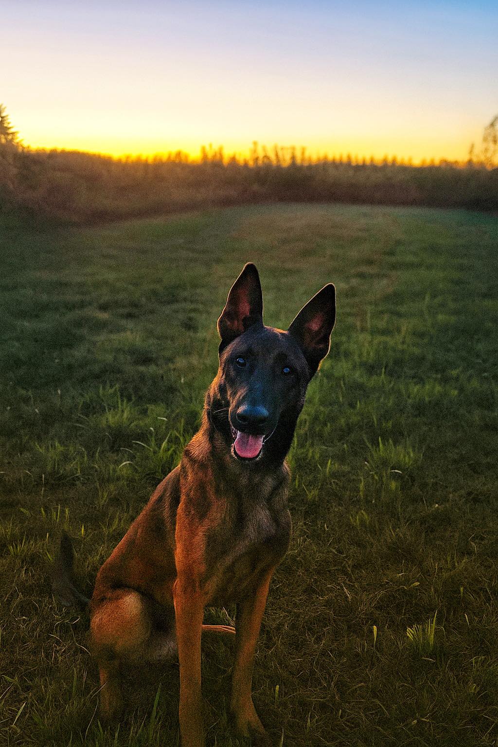 Dog sitting in a grassy field at sunset