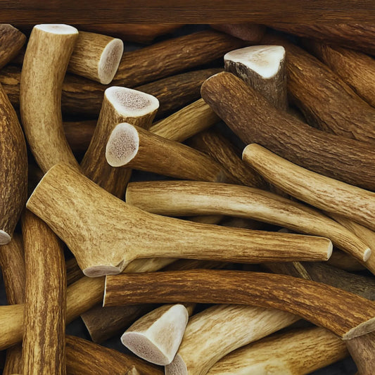 Close up of antlers 