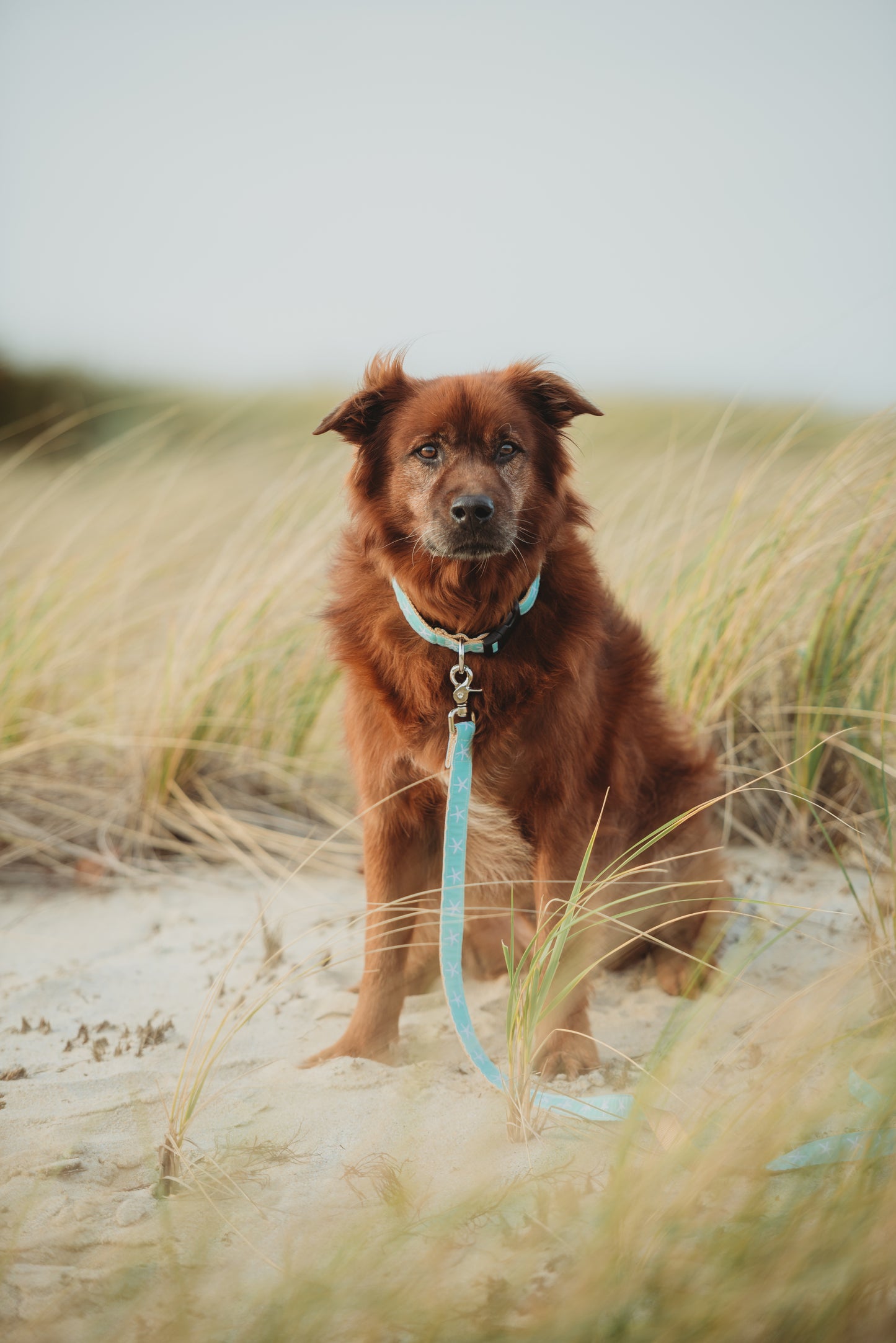 Sandy Neck Starfish Dog Collar