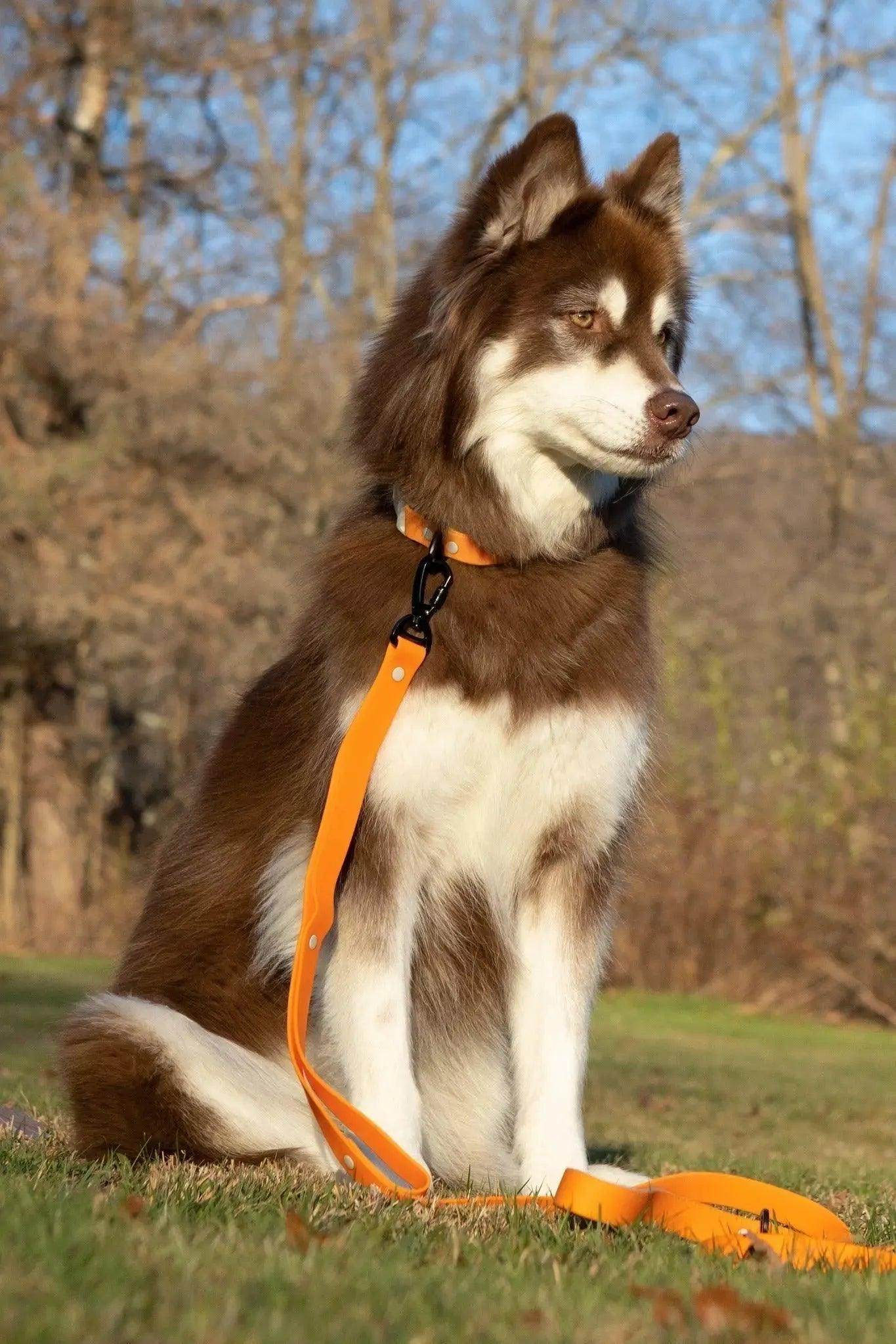 Crimson Glow Waterproof Dog Leash-1