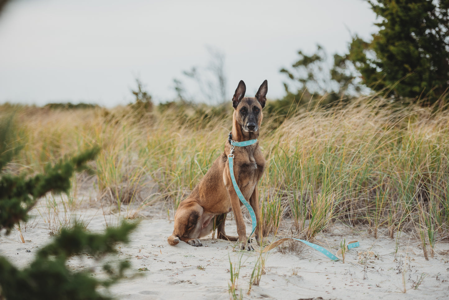 Sandy Neck Starfish Dog Collar