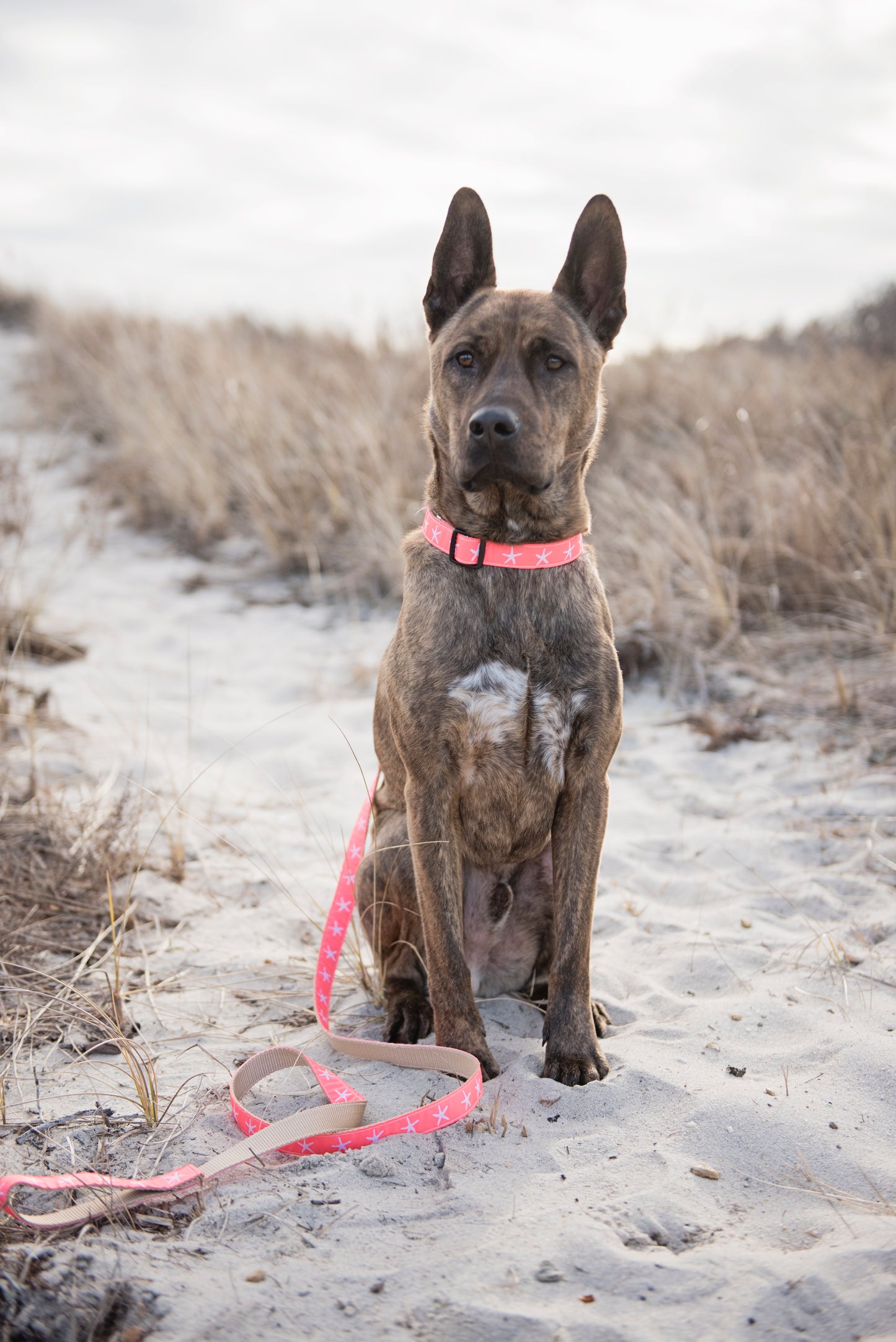 Sandy Neck Starfish Dog Collar