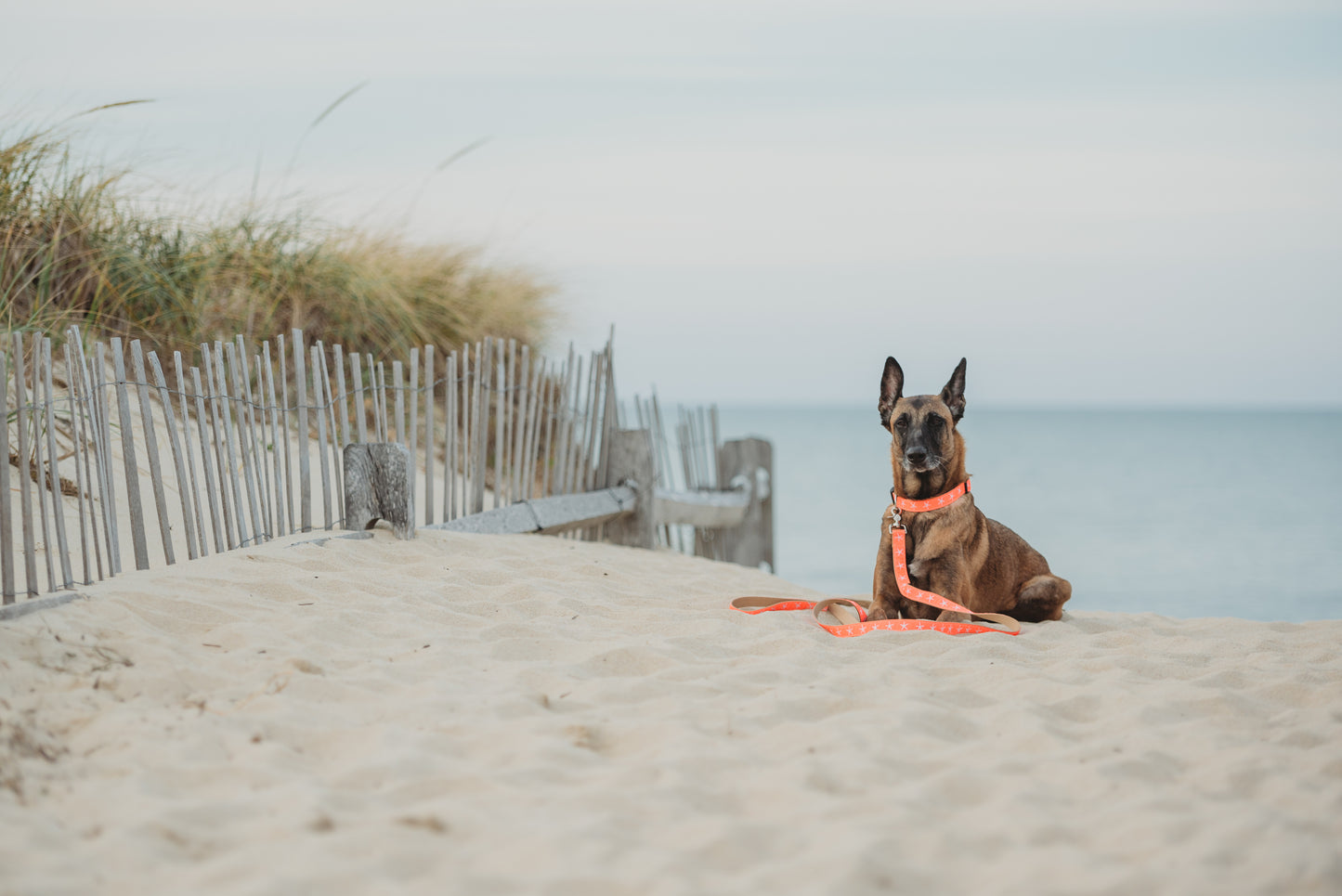 Sandy Neck Starfish Dog Collar