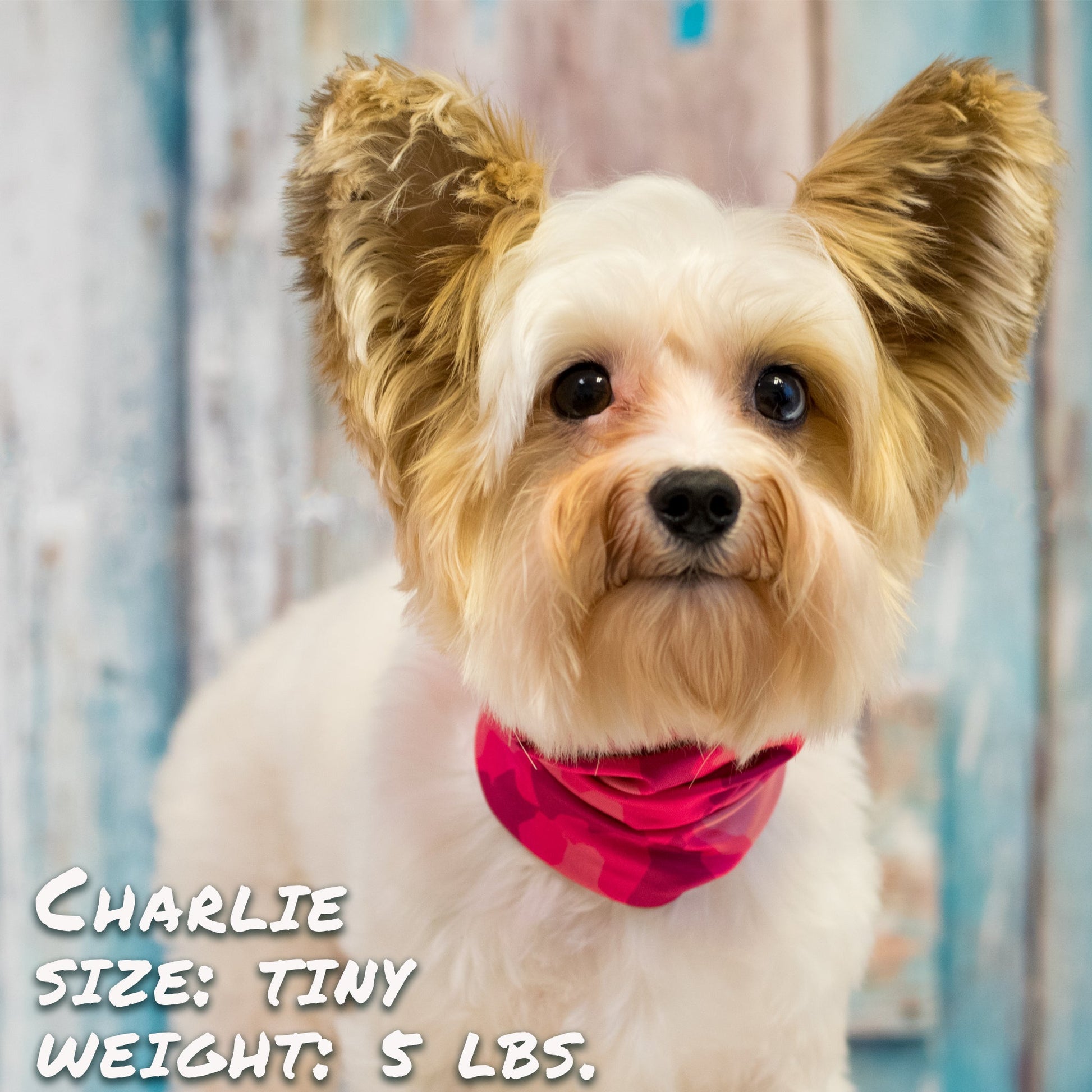 Crazy About Pink Pup Scruff-3
